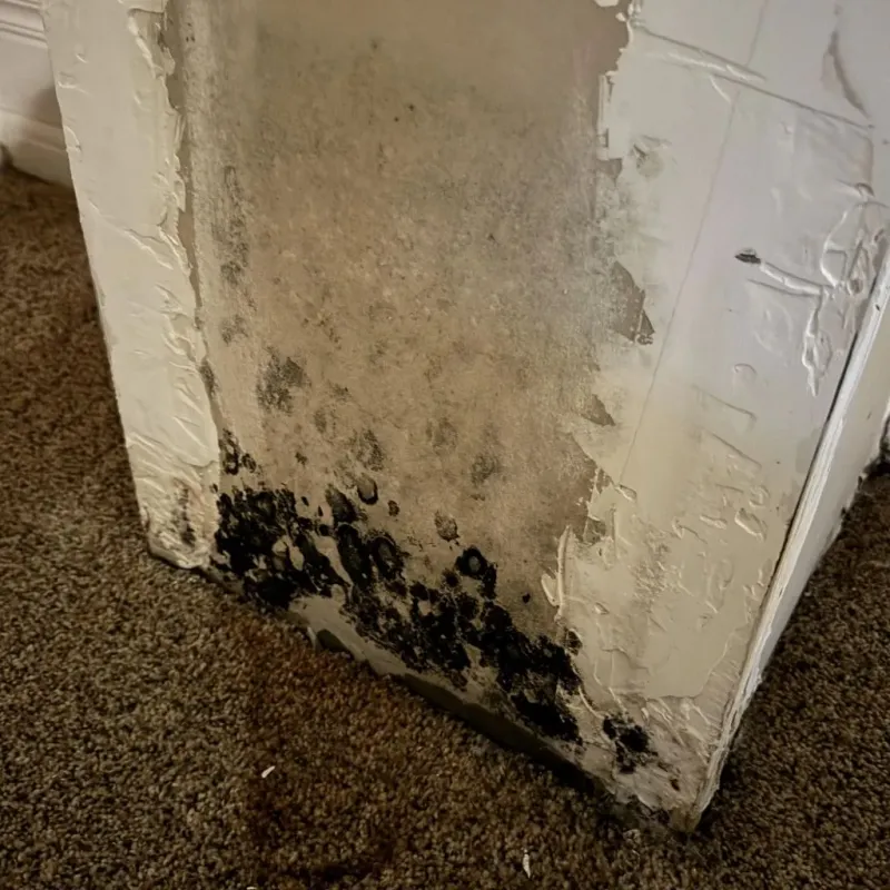 Professional Mold Removal in Memphis, TN